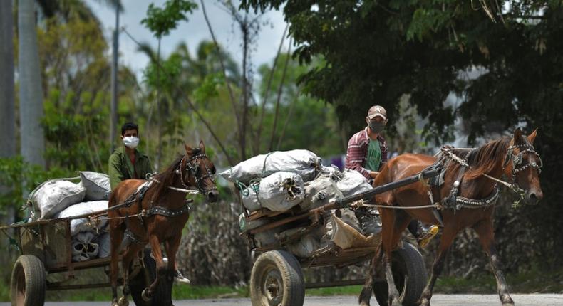 Cuban men wearing face masks transport food on their carts in the town of Bahia Honda - the country's economy is suffering due to the coronavirus crisis