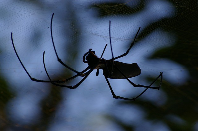 Arachnolodzy są naukowcami zajmującymi się badaniem pajęczaków, z kolei entomolodzy owadów. Nie trzeba więc dodawać, że przedstawiciele tych profesji mają na co dzień do czynienia z przerażającymi ludzi stworzeniami. Czy to się opłaca? Zoolog w USA zarabia rocznie średnio 57,7 tys. dol. rocznie. Nie ma jednak powszechnie dostępnych danych dotyczących zarobków w tych szczegółowych zawodach, ale można przyjąć, że nie odbiegają one znacząco od wynagrodzeń grupy do której się zaliczają.