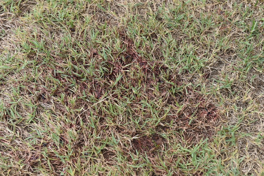 Tragovi krvi ostali su na travnjaku