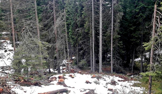 Kopaonik 2 Jankove Bare DZZPS