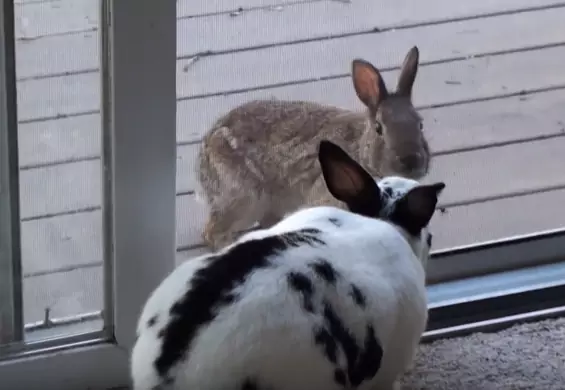 Dziki zając spotyka domowego królika. To miłość od pierwszego wejrzenia!
