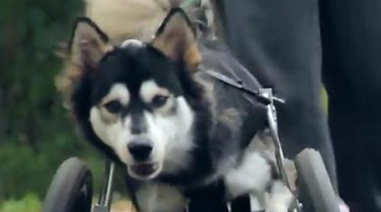 Megható! Műlábat készített kutyájának – videó!