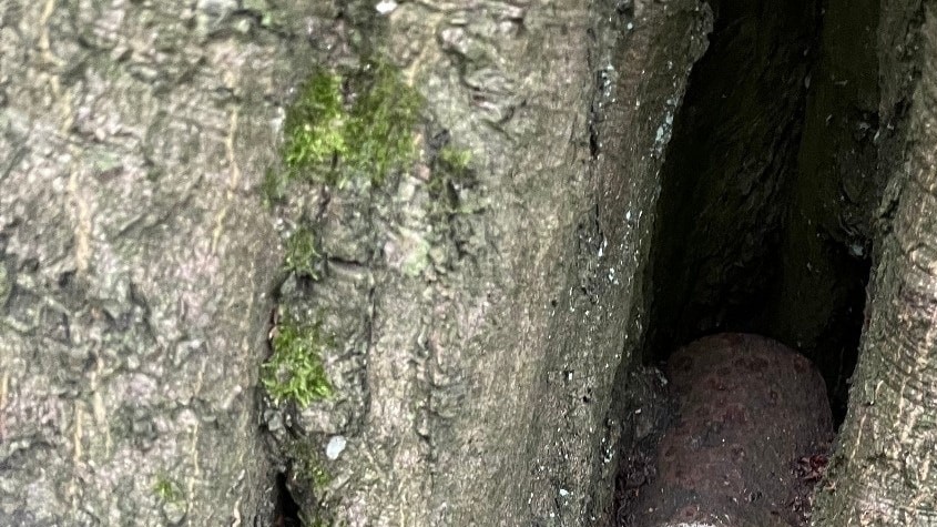 Polícia odstraňovala muníciu zo stromu v bratislavskom lese pod Kačínom.