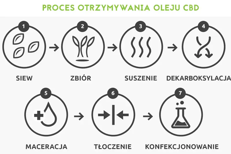 Proces tworzenia oleju CBD