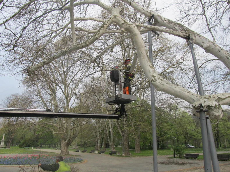 Posebna briga o najvećem platanu