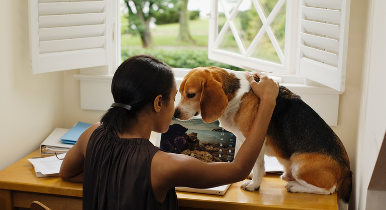 working from home freelance pet dog