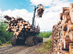 Prawie 800 mln zł zysków Lasów Państwowych ze sprzedaży drewna. Gminy chcą rekompensat za zniszczone drogi