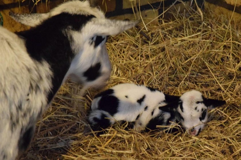 Narodziny kozich bliźniąt w poznańskim Zoo