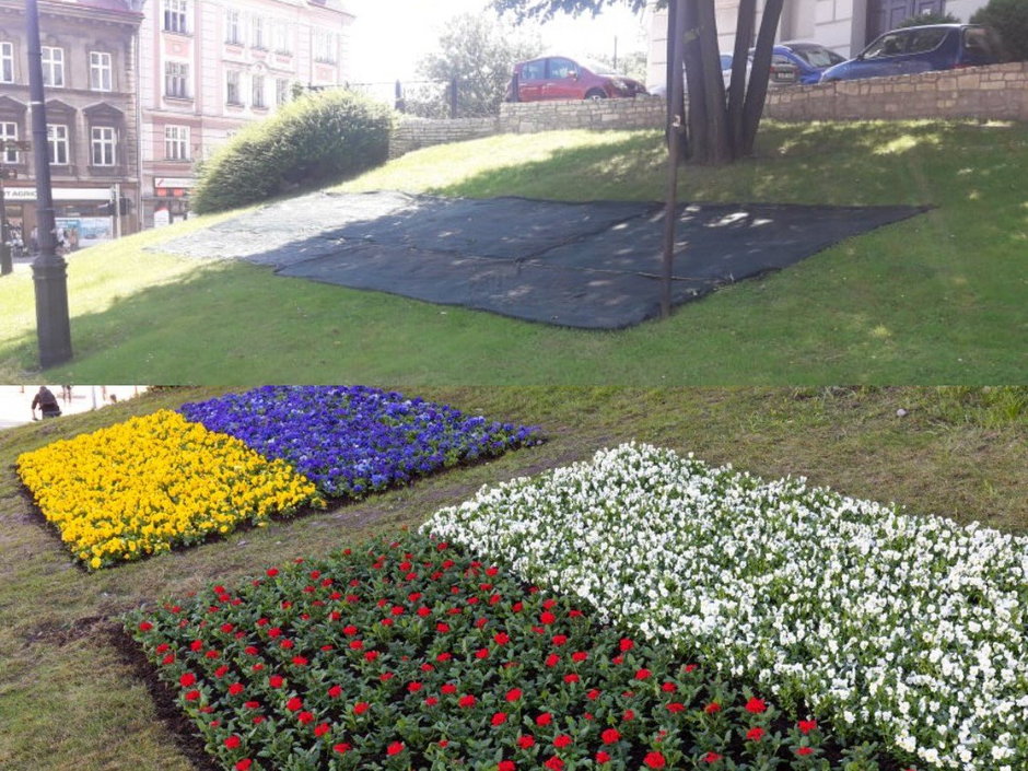 Kwiaty w barwach Ukrainy
