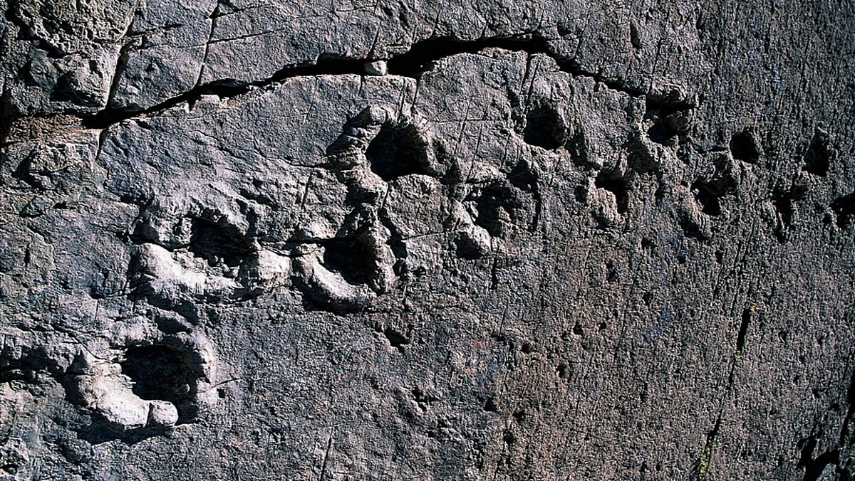 Po raz pierwszy odkryto w Antarktyce szczątki zauropoda, czworonożnego, roślinożernego dinozaura - informują paleontolodzy na łamach pisma "Naturwissenschaften".