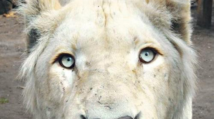 Fehér oroszlán lett a falkavezér Nyíregyházán
