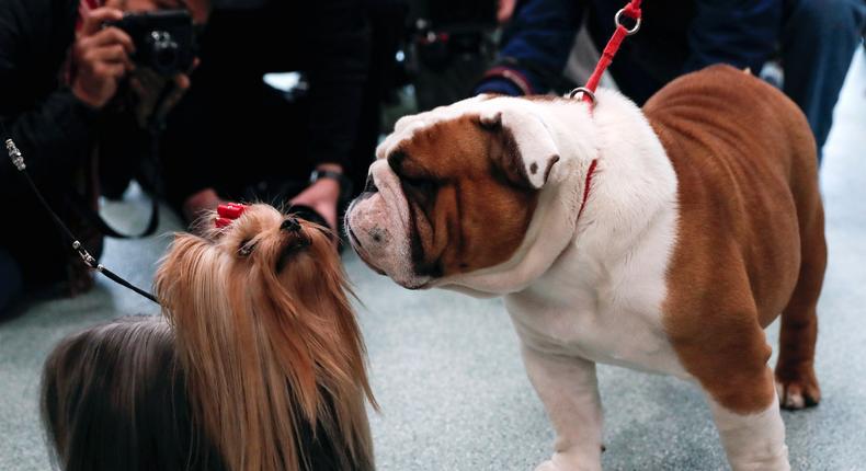 Seguin, a Yorkshire terrier, meeting Daily, an English bulldog, at a news conference to announce the American Kennel Club top 10 breeds in New York City.