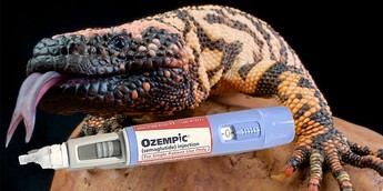 is there lizard venom in tirzepatide We wouldn't have Ozempic without Gila monsters — their hunger-regulating  venom inspired weight-loss drugs