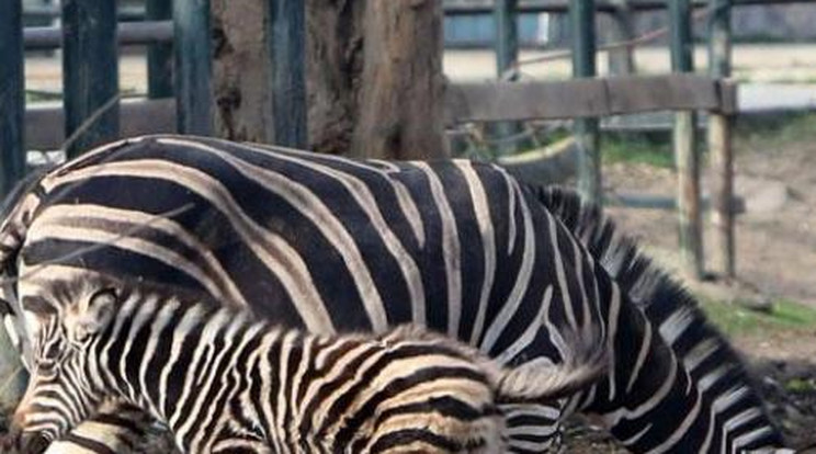 Pizsamás újonccal bővült az állatkert