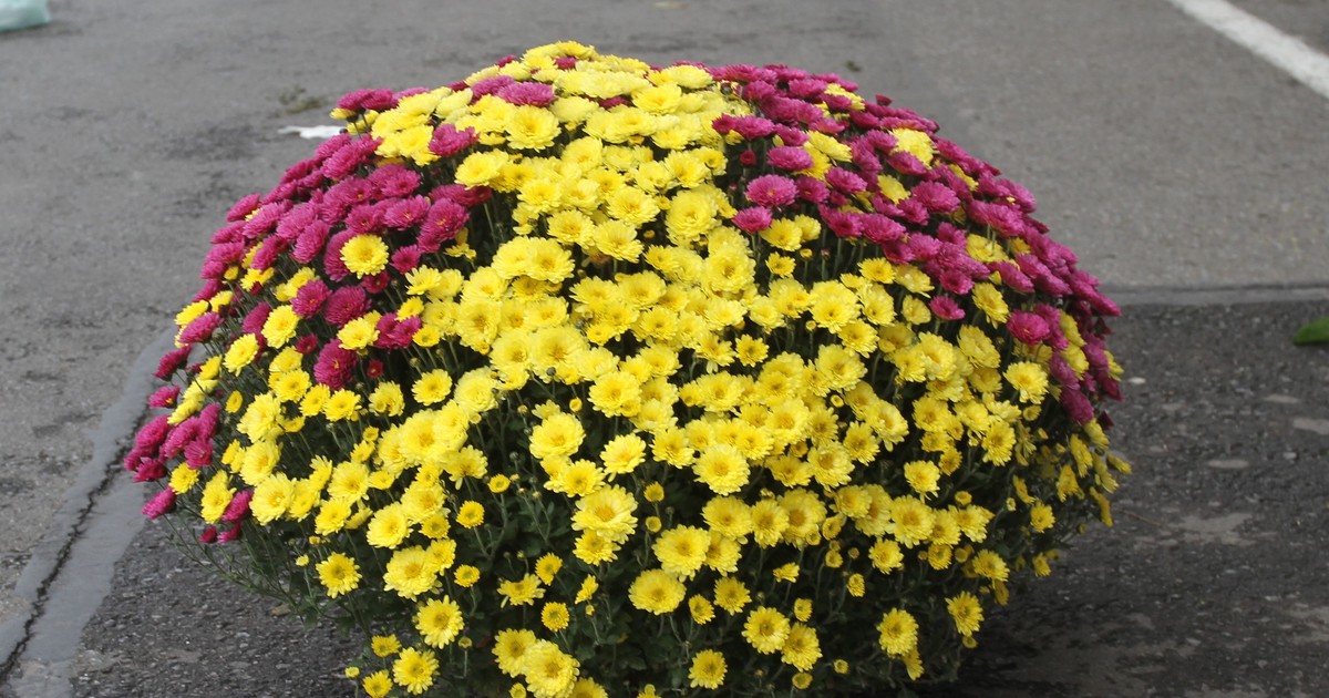 Chryzantemy, które długo pozostaną świeże, to rekordzistki. Nieświadomie wybieramy te gorsze, to błąd