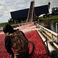 CETA budzi ogromne emocje. Oto 3 główne zagrożenia umowy handlowej UE-Kanada