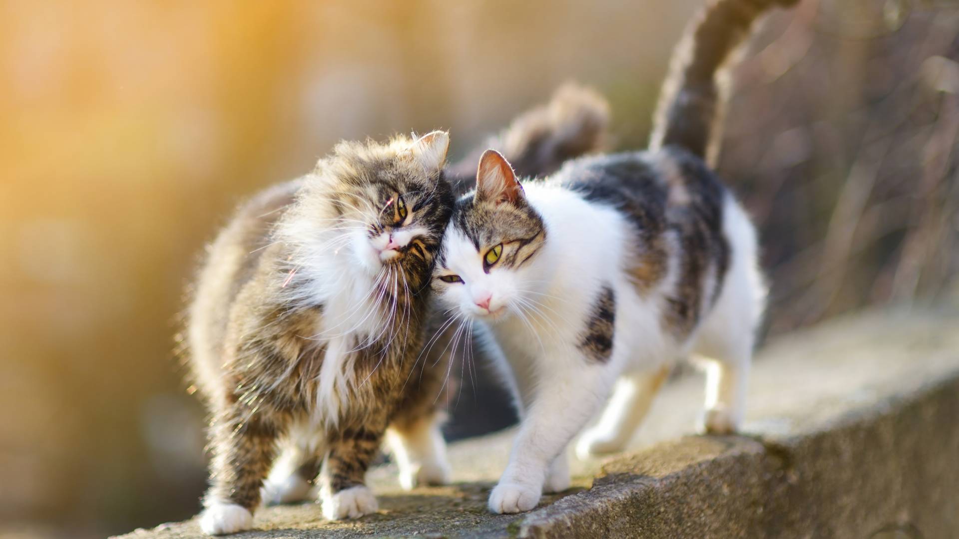 A hét legcukibb sztorija: két éve próbál bejutni két macska egy japán múzeumba - FOTÓK