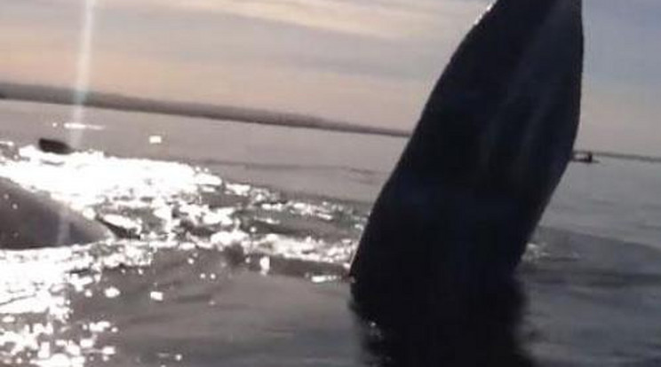 Felemelte a kajakjukat egy bálna! - videó