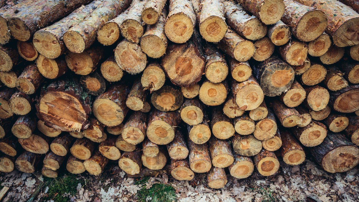 Recykling drewna z zagranicy nie wystarczy