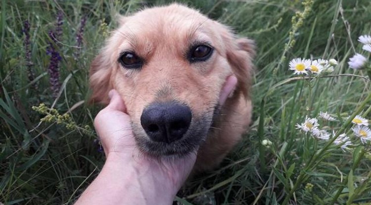 Betta, 2 év körüli gyönyörű, nyugodt és bújos leányzó