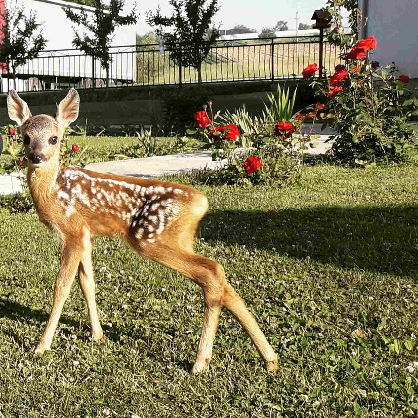 Lane u domaćinstvu Bešević iz Dragačeva