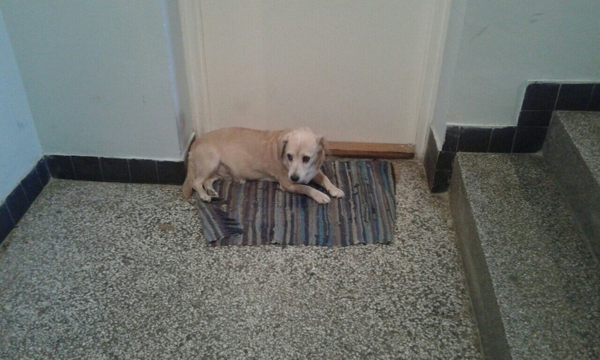 Maza ovde šest godina ima stalno boravište