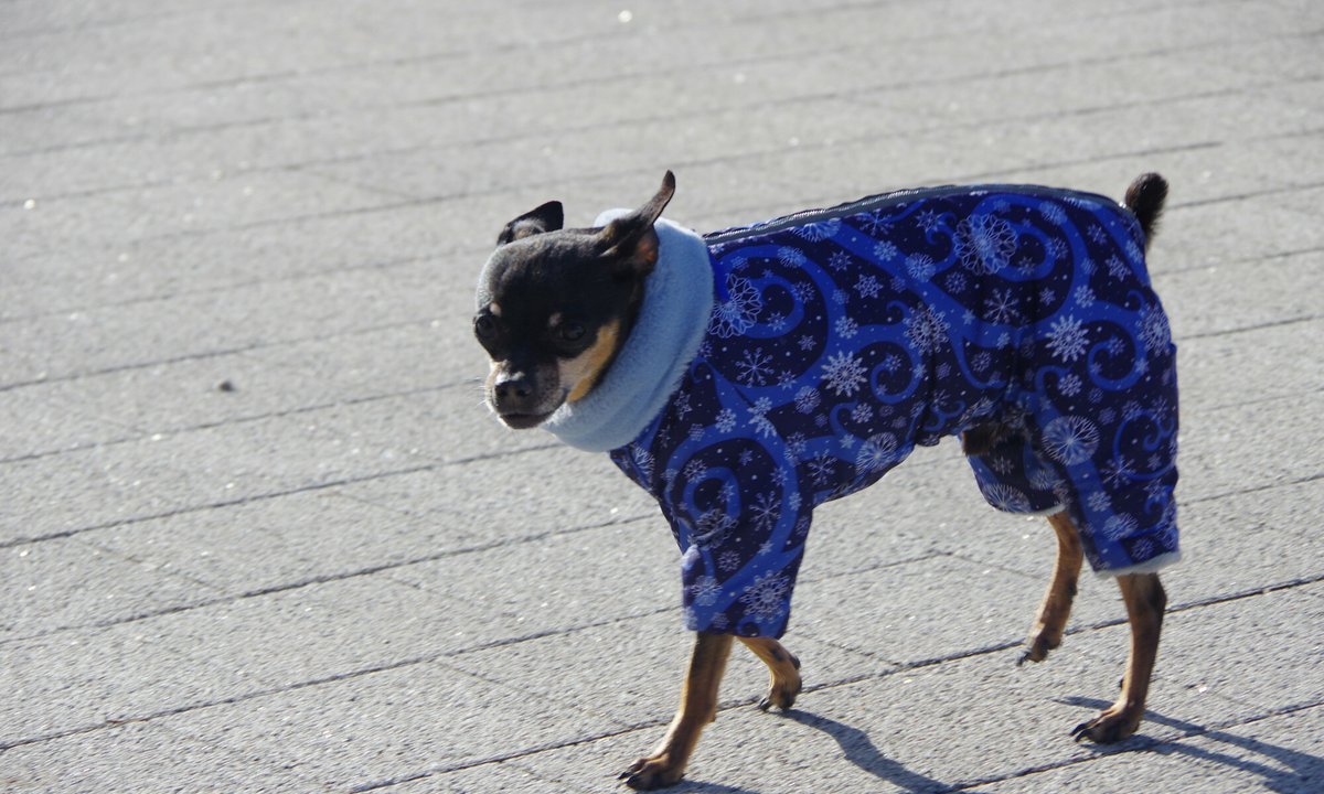 Właściciele psów robią to coraz częściej. "Jak najszybciej przestańcie" – apeluje weterynarz