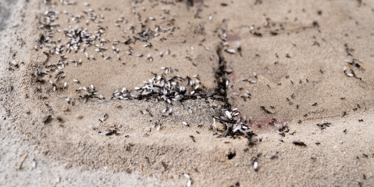 Latające mrówki utrudniają życie mieszkańcom Sosnowca.