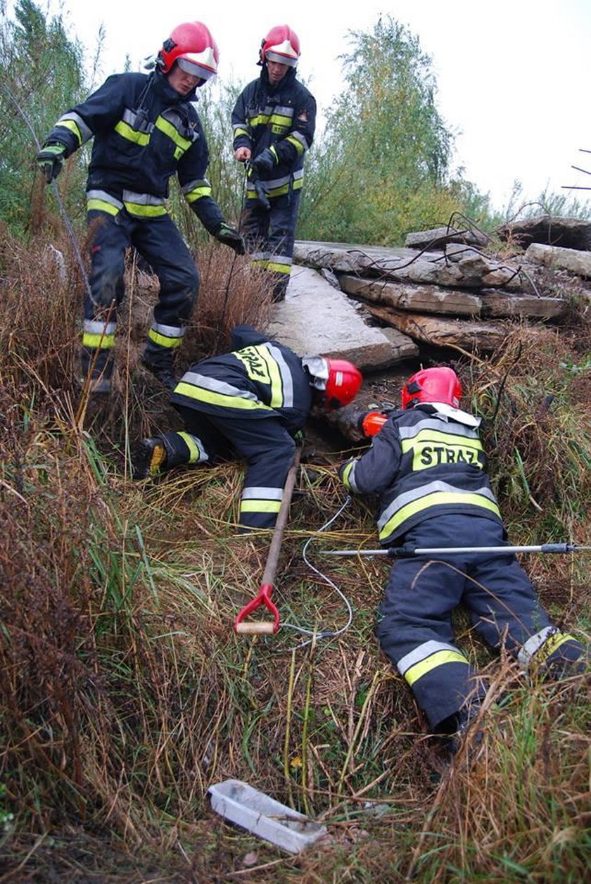 Strażacy uratowali suczkę i jej dwa szczeniaczki