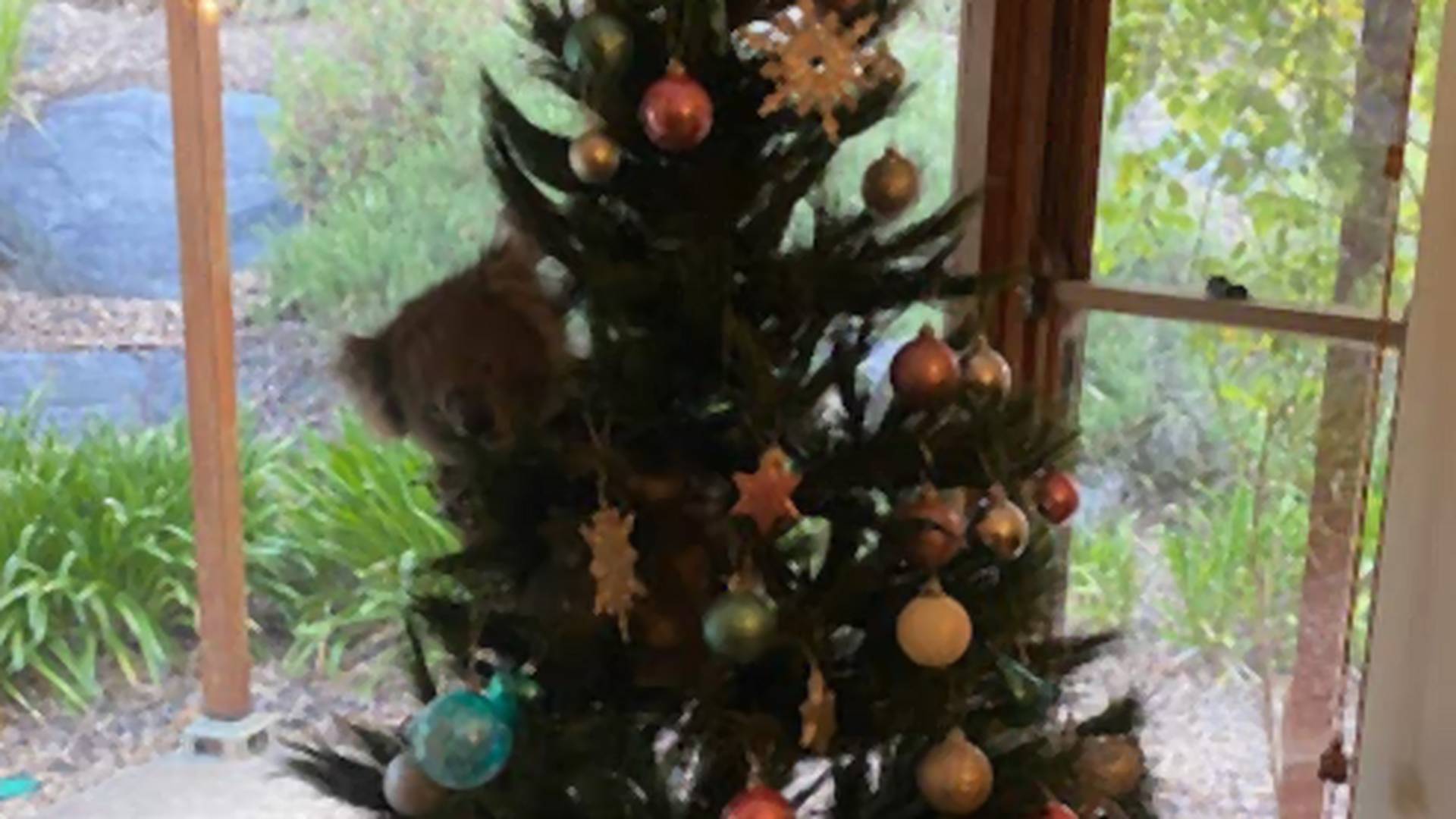 Rodina našla vo vianočnom stromčeku nečakanú ozdobu: Vedľa gulí visela živá koala