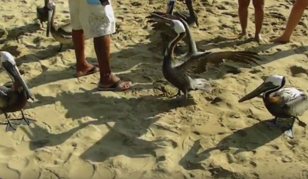 pelikan foto youtube