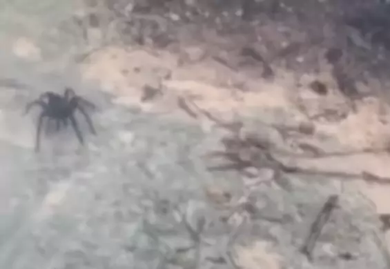 Tarantula wielkości żółwia przestraszyła turystów. To największy pająk, jakiego zobaczysz w życiu