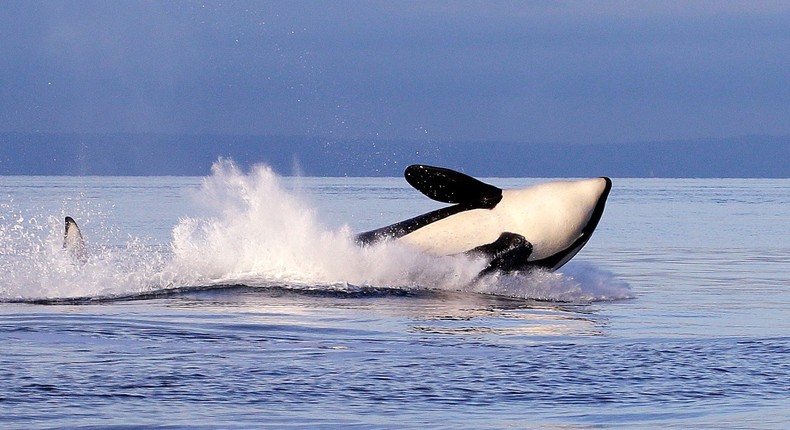 Killer whales are one of the world's most powerful animals.Elaine Thompson/AP