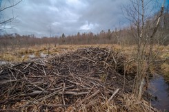 Pokazali, co odkryli na łące na Warmii. Nagranie podbija sieć