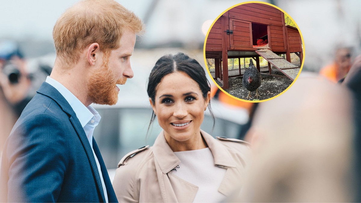 Książę Harry i Meghan Markle adoptowali... kurę. Poznajcie Sinkie