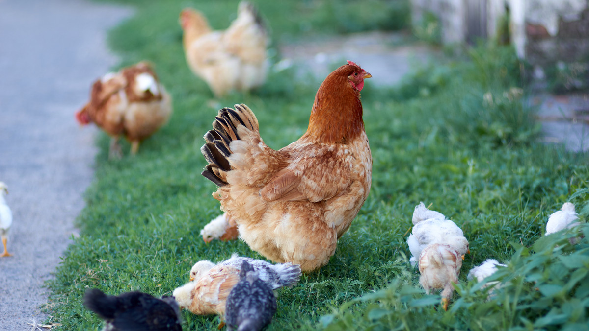 Kurczaki z Polski trafią na południe Afryki