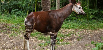 Oddaj komórkę, a uratujesz okapi