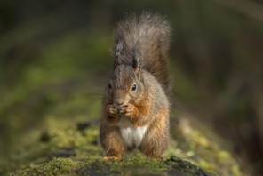 Red squirrel, Sciurus vulgaris, on a tree trunk eating a nut