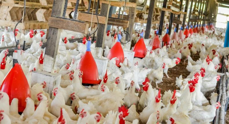 Chi Farms to double chicken processing capacity