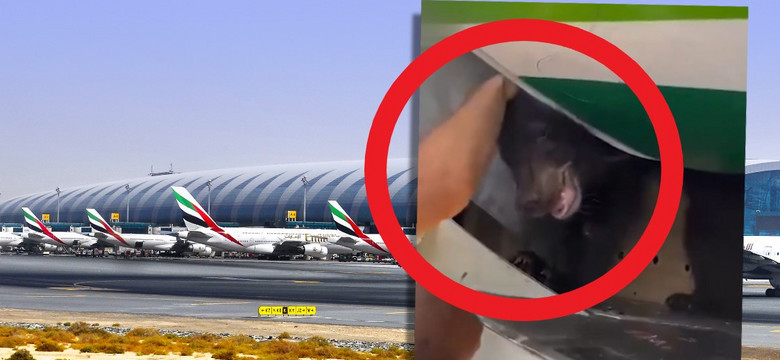 Niedźwiedź uciekł z klatki w samolocie pasażerskim w Dubaju [NAGRANIE]