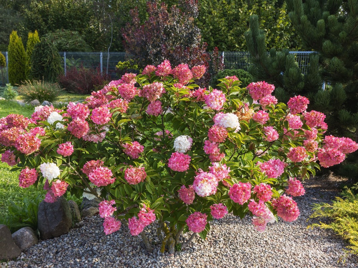 Domowy nawóz do hortensji