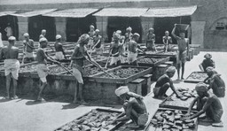 indie. do cna wyzyskana perła