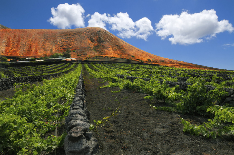 Lanzarote, winnica