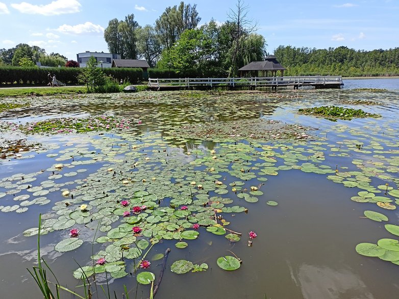 Jezioro Wolsztyńskie