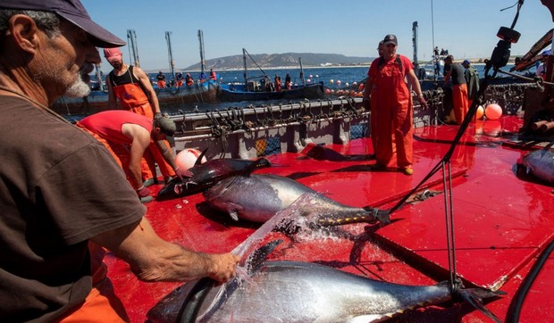 Ribolov u Barbateu na jugu Španije (arhiva)