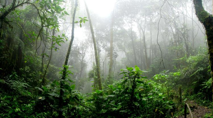 Esőerdő illusztráció