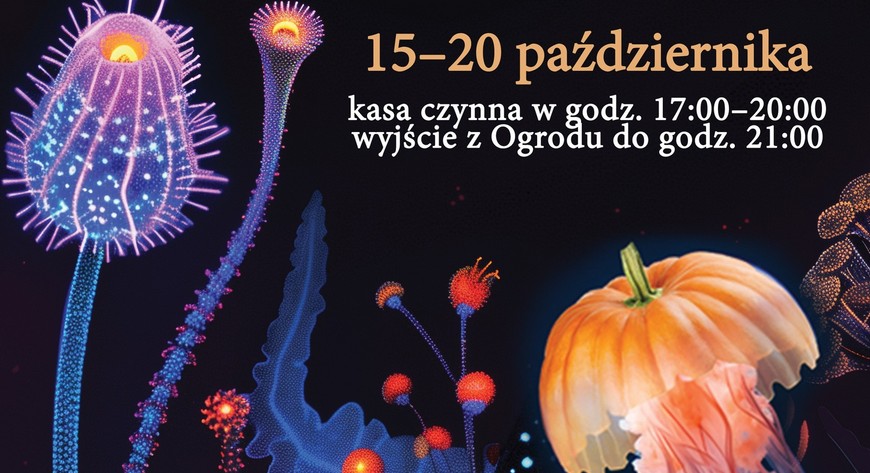 Dyniowe iluminacje już od wtorku