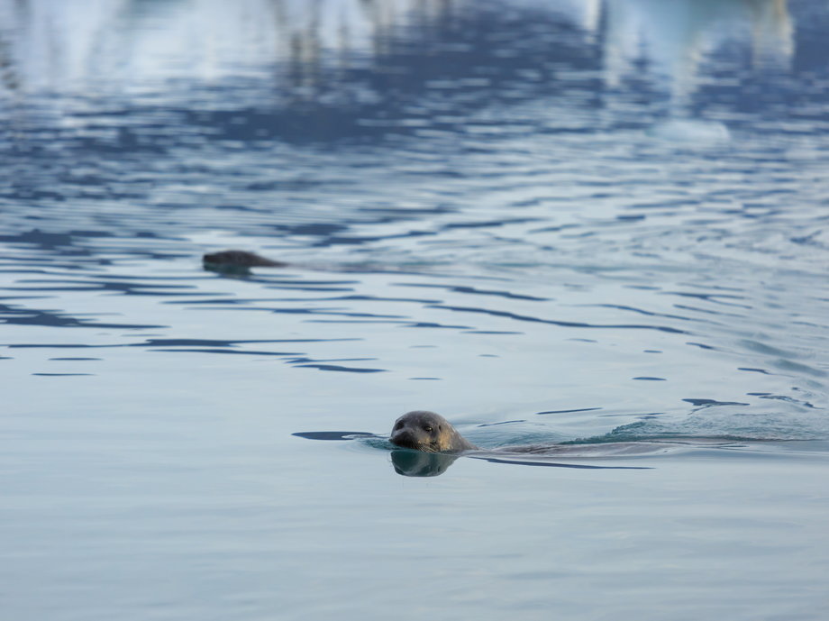 The lagoon is also home to playful seals, who catch the many fish that drift into it from the sea.