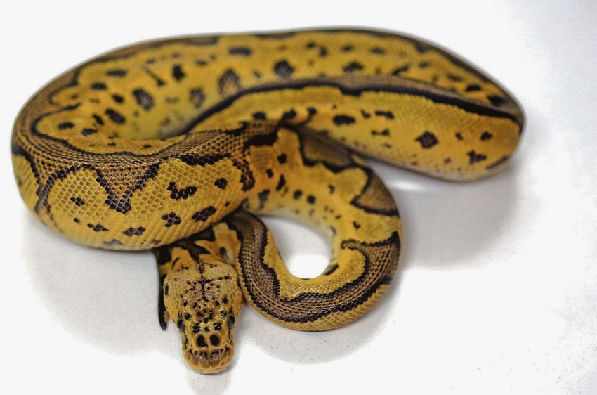 Crv se inače nalazi u pitonima