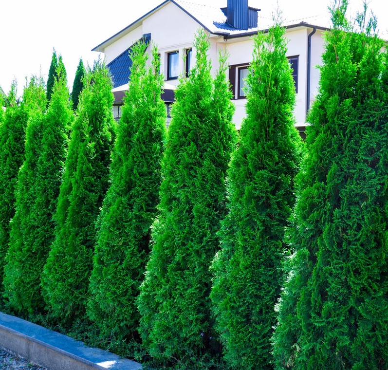 Thuja occidentalis Smaragd - tuja Szmaragd